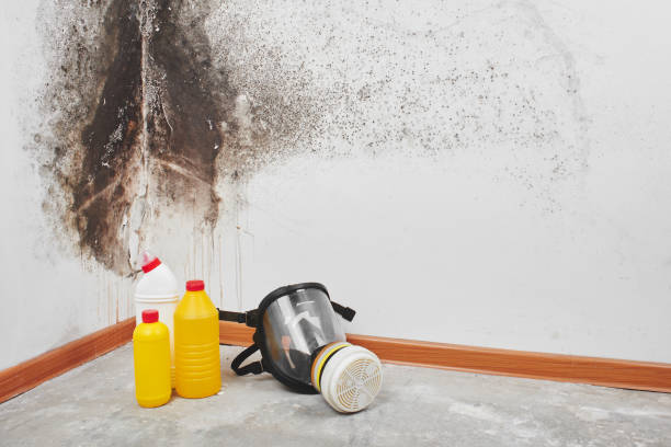 Best Black Mold Remediation in Greenvle, IL