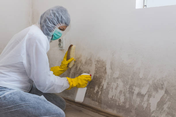 Best Commercial Mold Remediation in Greenvle, IL