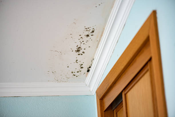 Best HVAC Mold Remediation in Greenvle, IL