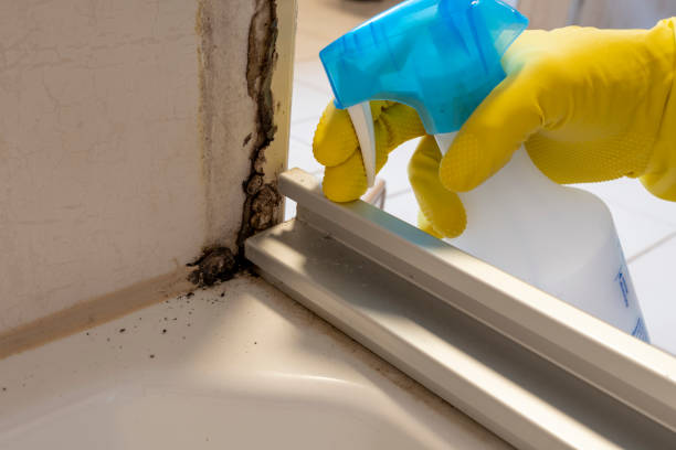 Trusted Greenville, IL Mold Remediation Experts