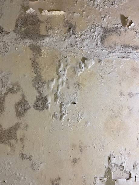 Best Residential Mold Remediation in Greenvle, IL