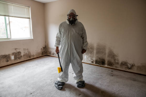 Best Attic Mold Remediation in Greenvle, IL