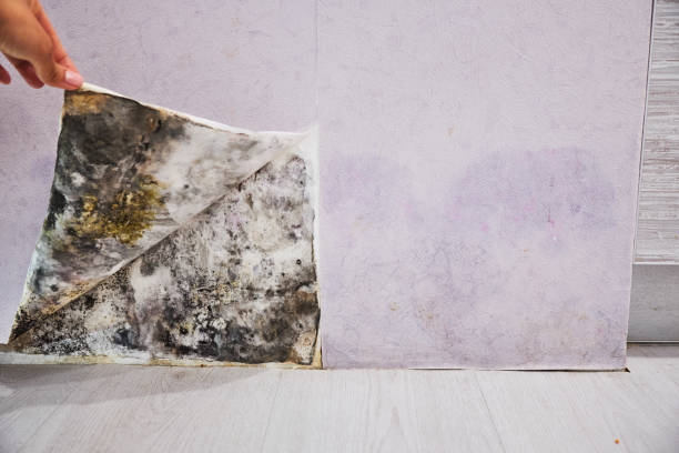 Best Insurance-Related Mold Remediation in Greenvle, IL